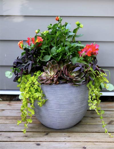 A Stunning Container Garden Is the Perfect Accent To Your Home’s Entrance